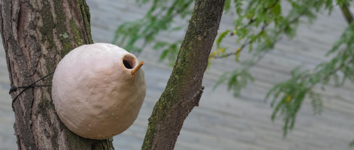 Wespennest an Baum